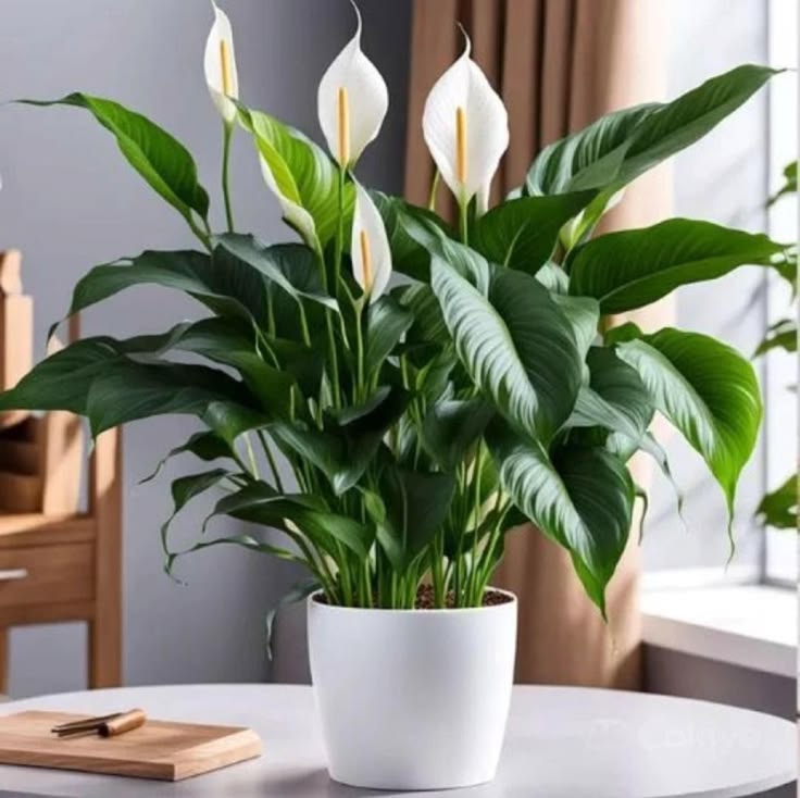 Desk Peace Lily