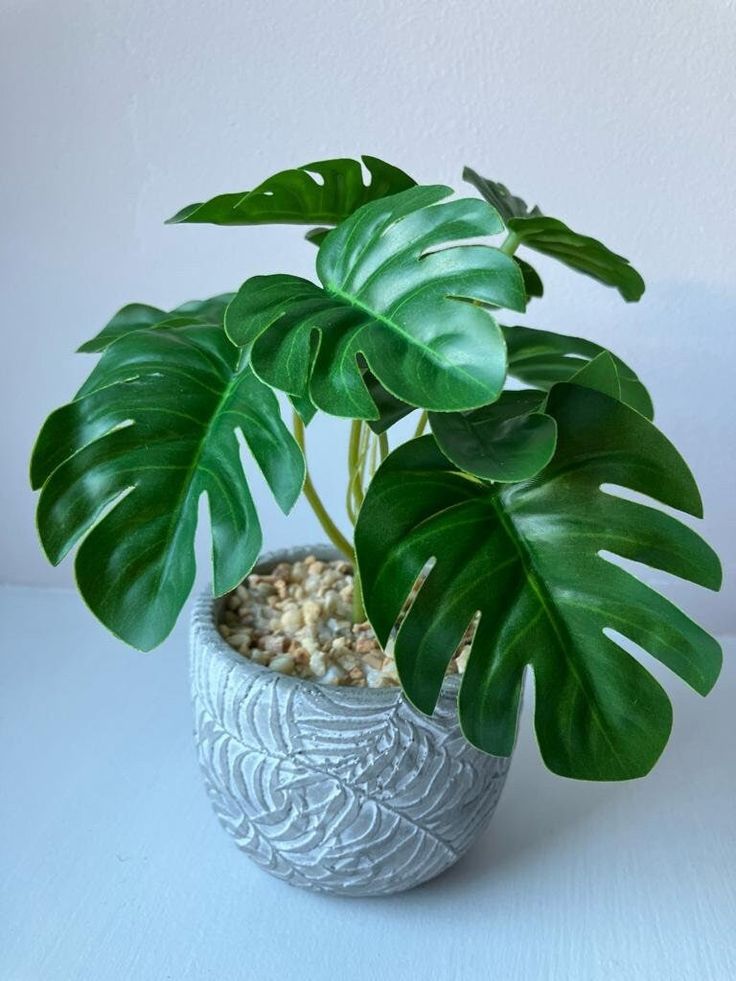 Mini Monstera Delight