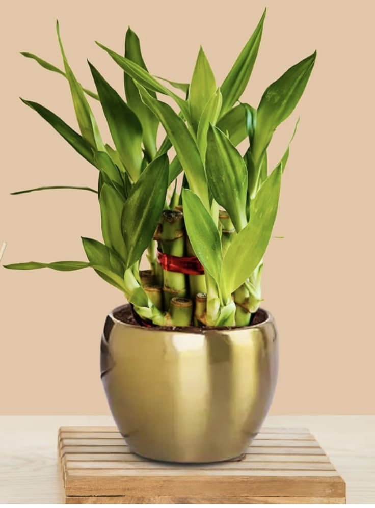 Lucky Bamboo Gold Pot